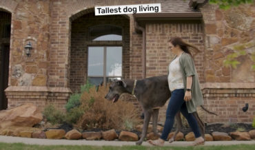 Meet Zeus, The World’s Tallest Living Dog