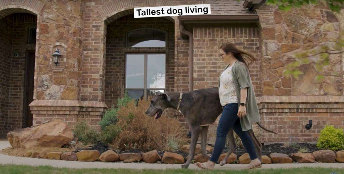Meet Zeus, The World’s Tallest Living Dog