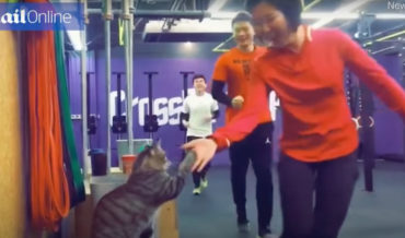 CrossFit Cat Gives High-Fives To Exercisers