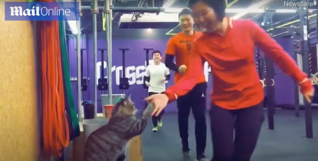 CrossFit Cat Gives High-Fives To Exercisers