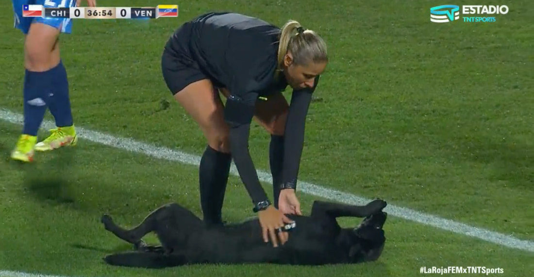 Dog Interrupts Soccer Match For Some Belly Rubs