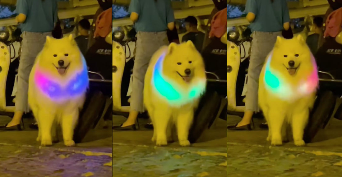 Fluffy Dog Wearing Light-Up Rainbow Necklace Under Fur