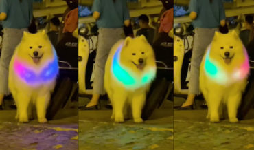 Fluffy Dog Wearing Light-Up Rainbow Necklace Under Fur