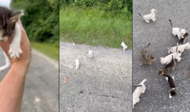 He Never Saw Them Coming: Man Gets Ambushed By Kittens