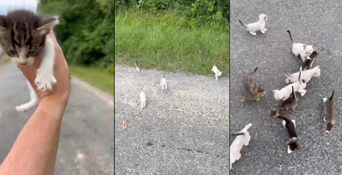 He Never Saw Them Coming: Man Gets Ambushed By Kittens
