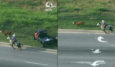 Cowboy Manages To Lasso Cow Running Down Highway