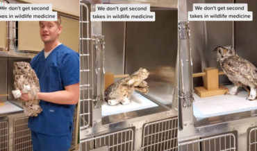 How To Replace An Owl Back In Its Kennel After Surgery
