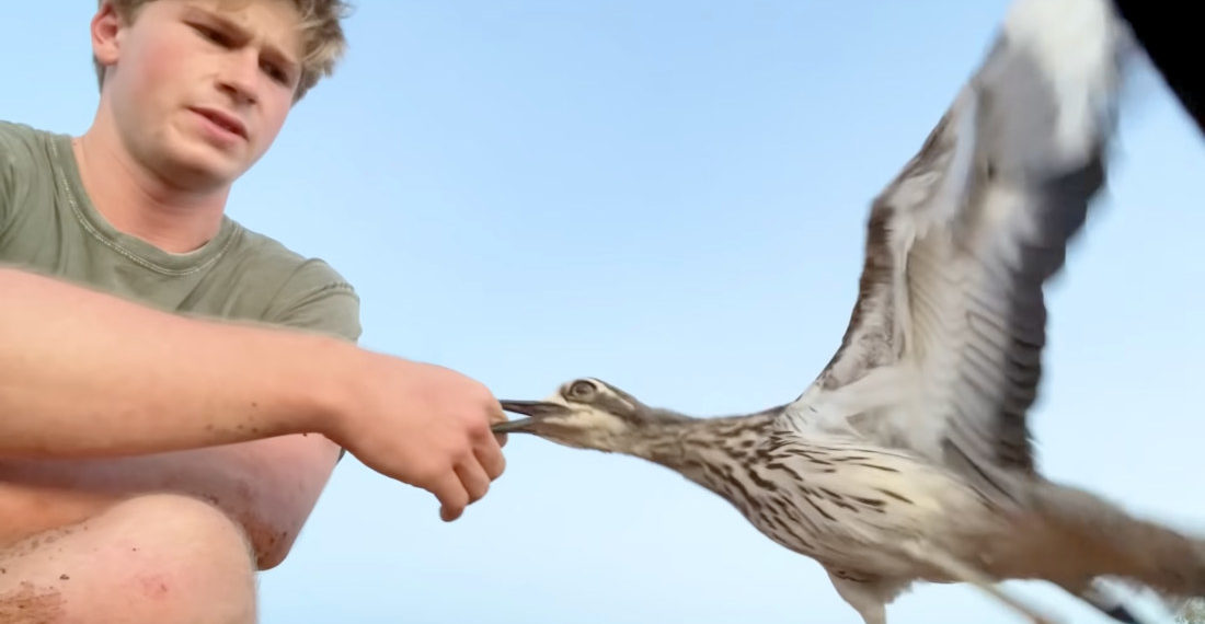 Steve Irwin’s Son Works With Bird To Tackle Its Anger Management Issues