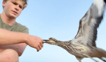 Steve Irwin’s Son Works With Bird To Tackle Its Anger Management Issues