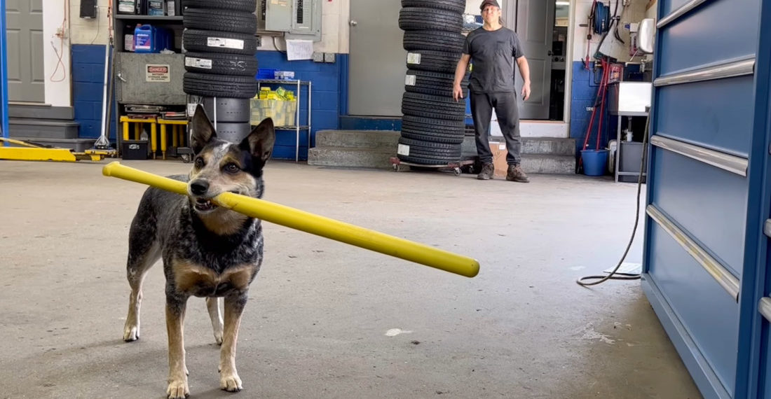 Shop Dog With Bat In Mouth Is Great At Baseball