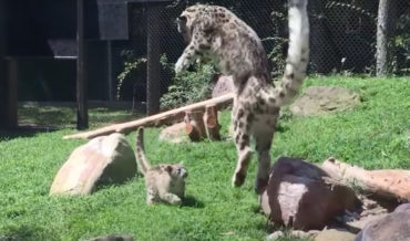 Snow Leopard Bounces Like Tigger When Startled By Kitten