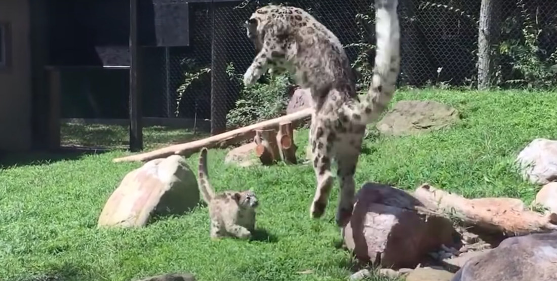 Snow Leopard Bounces Like Tigger When Startled By Kitten