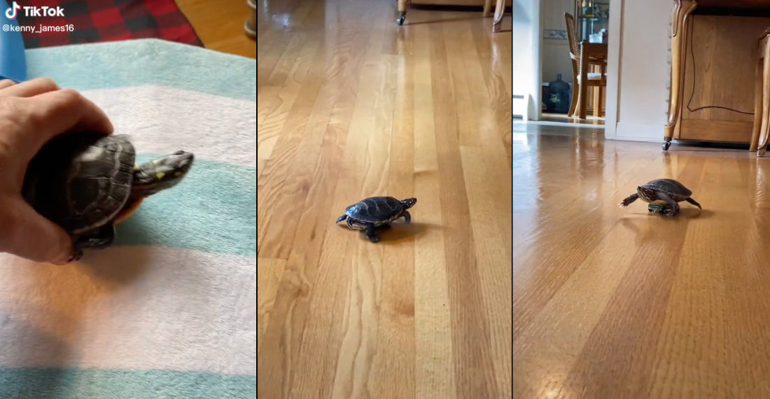 Turtle Gets Hot Wheels Car To Zoom Around House At Lightning Speed