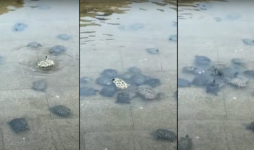 A Friend In Need Is A Friend Indeed: Turtles Help Right Upside-Down Friend