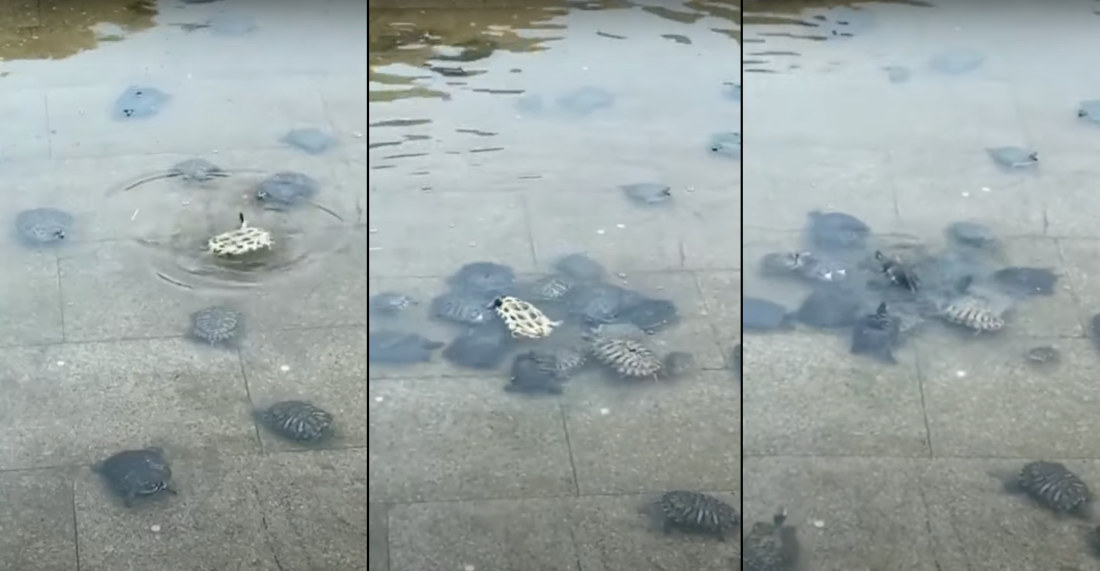 A Friend In Need Is A Friend Indeed: Turtles Help Right Upside-Down Friend