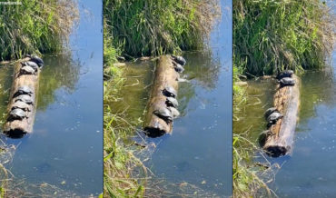 Couple Narrates Turtles Trying To Stay Atop Rotating Log