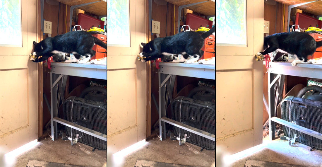 Cat Opens Round Doorknob: Nowhere to Run, Nowhere To Hide