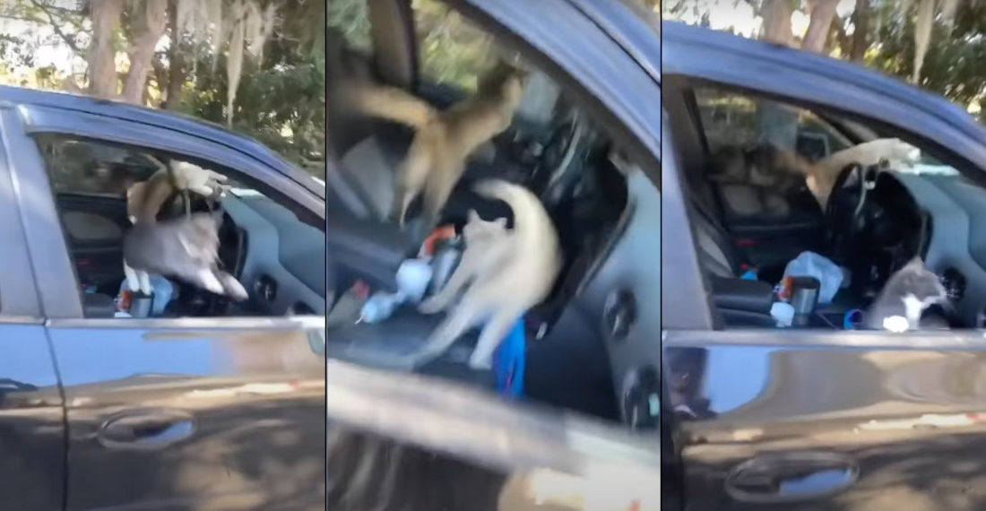 Driver Leaves Car Window Open While Parked, Returns To Insane Cat Party