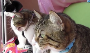 Cats Dubbed With Arnold Schwarzenegger Sound Effects