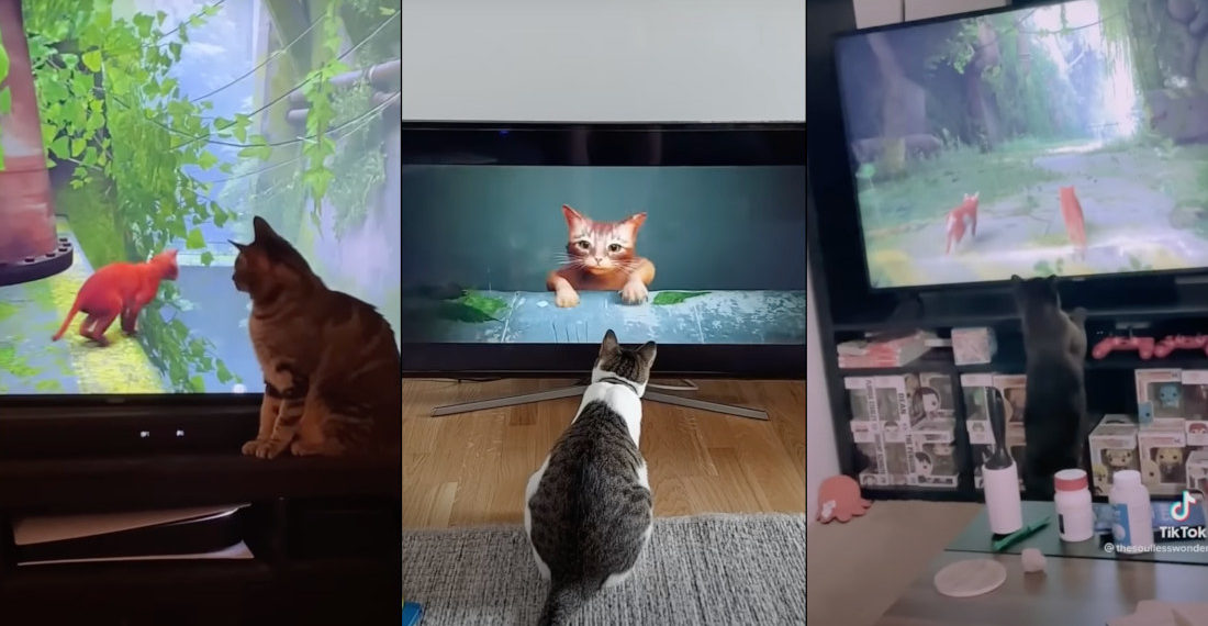 Compilation Of Cats Reacting To New ‘Stray’ Video Game