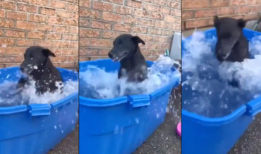 A Glorious 40 Seconds Of A Dog Splashing In Pool