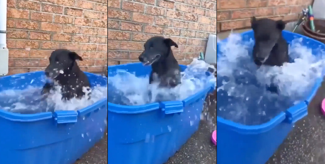 A Glorious 40 Seconds Of A Dog Splashing In Pool
