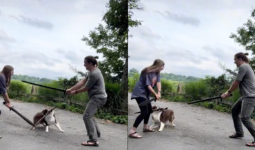 Dog Demonstrates Its Incredible Sword Battle Skills