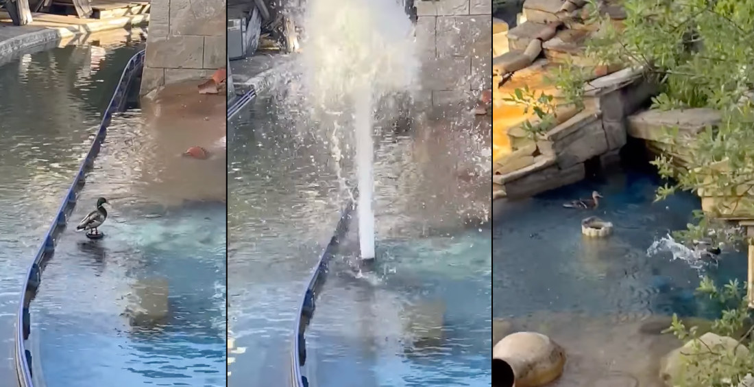 Duck Gets Blasted Airborne By Water Fountain