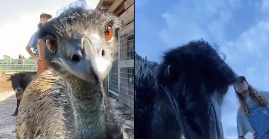 Unruly Emu Constantly Ruins Caretaker’s Attempt To Make Educational Videos