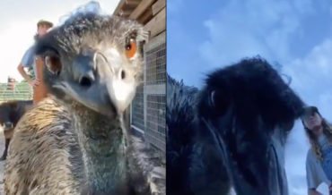 Unruly Emu Constantly Ruins Caretaker’s Attempt To Make Educational Videos