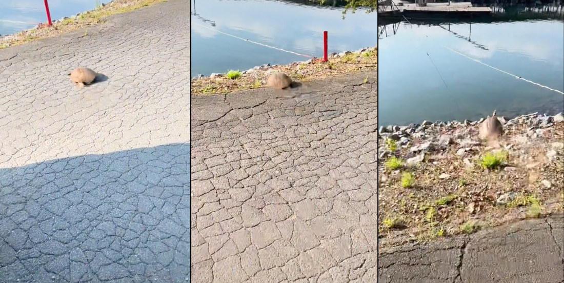 Fast Turtle Hauls Ass Back To The Water