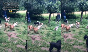 Footage From An Introverted Dog Meet-Up, Interview With Owners