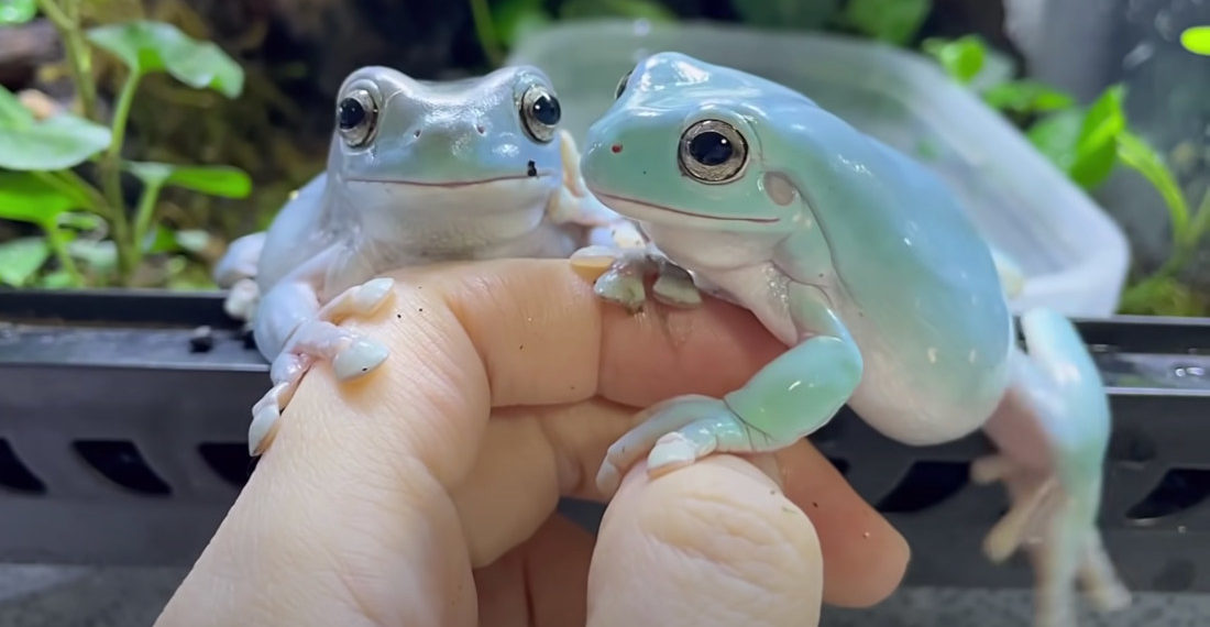 Jealous Frog Constantly Photobombs Owner Trying To Take Video Of Other Frog