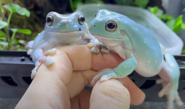 Jealous Frog Constantly Photobombs Owner Trying To Take Video Of Other Frog