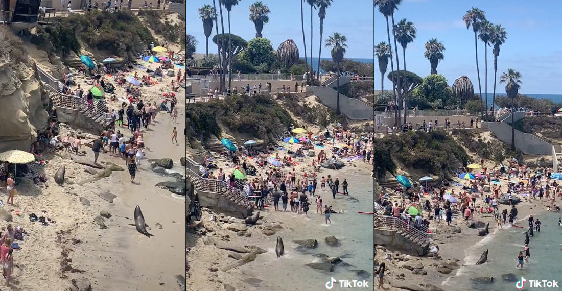 Sea Lions Chasing People From Beach