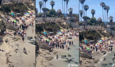 Sea Lions Chasing People From Beach