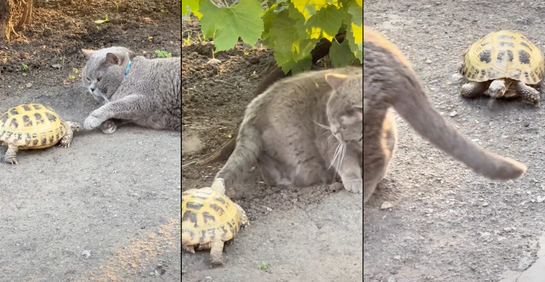 Turtle Repeatedly Harasses Sleeping Cat, Bites Tail