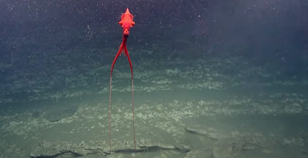 Whiplash Squid Spotted Swimming in 'Marine Snow'