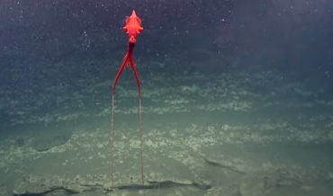 Whiplash Squid Spotted Swimming in ‘Marine Snow’