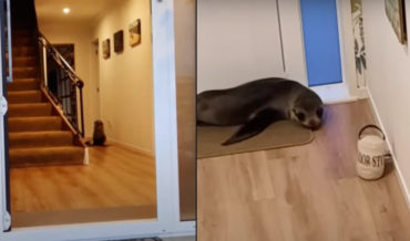 Baby Seal Breaks Into Home Via Cat Door