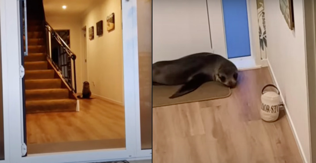 Baby Seal Breaks Into Home Via Cat Door