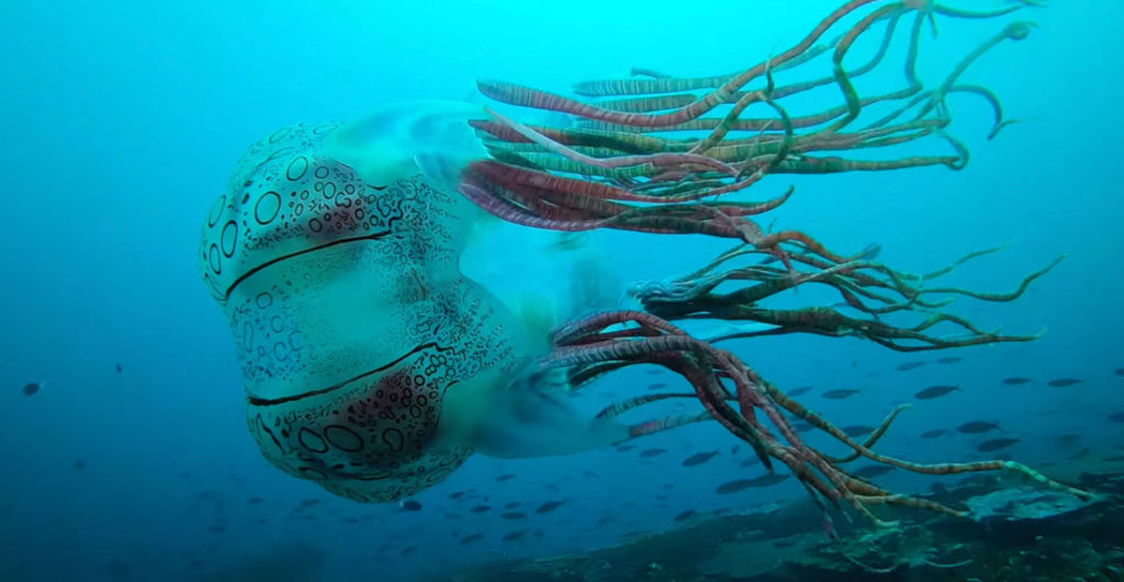 Alien!: Footage Of Crazy Looking Box Jellyfish Only Seen Once Before