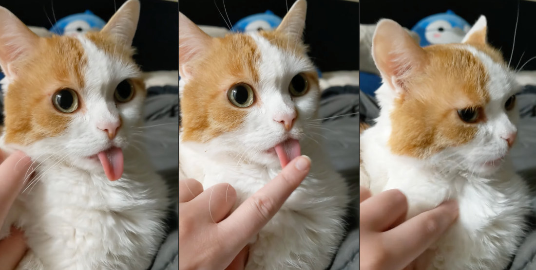 Owner Helps Cat Retract Extra Long Tongue