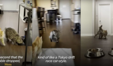Cats Race To Food Bowls Whenever They Hear Automatic Feeder