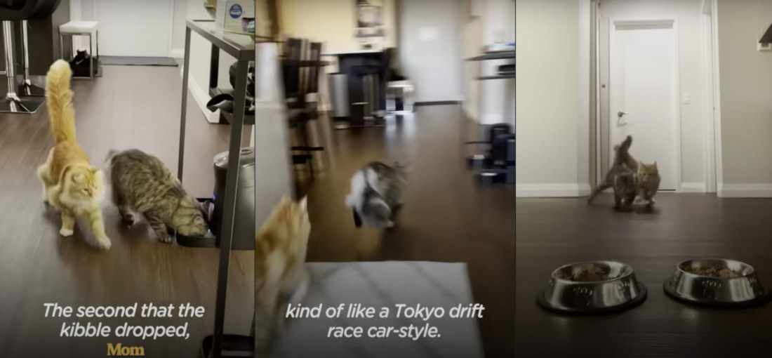 Cats Race To Food Bowls Whenever They Hear Automatic Feeder