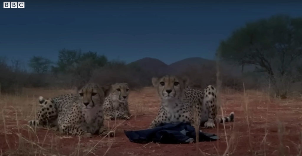 Three Cheetahs Steal Cameraman's Jacket