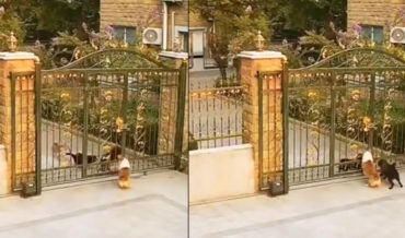 Dog Jumps Through Gate To Bark With Other Dog At The Dogs It Came With