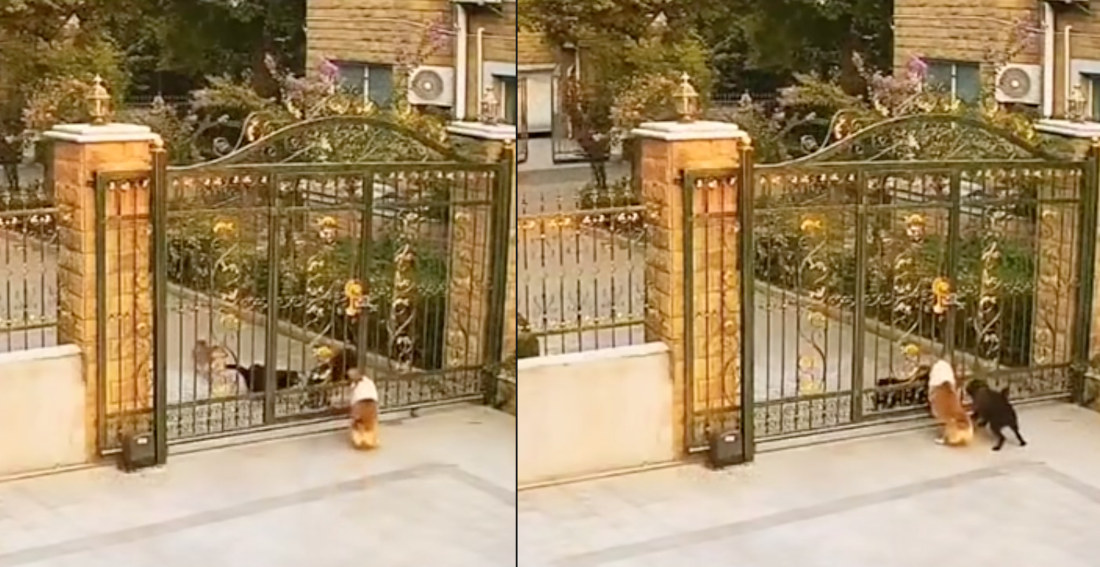 Dog Jumps Through Gate To Bark With Other Dog At The Dogs It Came With