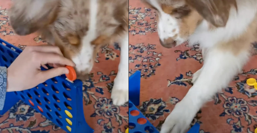 Dog Plays Connect Four, Rage Quits If She Doesn't Win