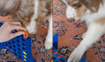 Dog Plays Connect Four, Rage Quits If She Doesn’t Win